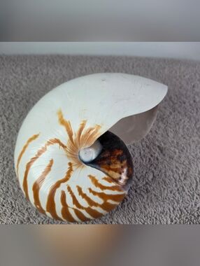 Large Nautilus Shell with Brown and White Spiral